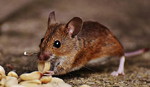 24 Hour & Emergency Exterminators in Manning, SC